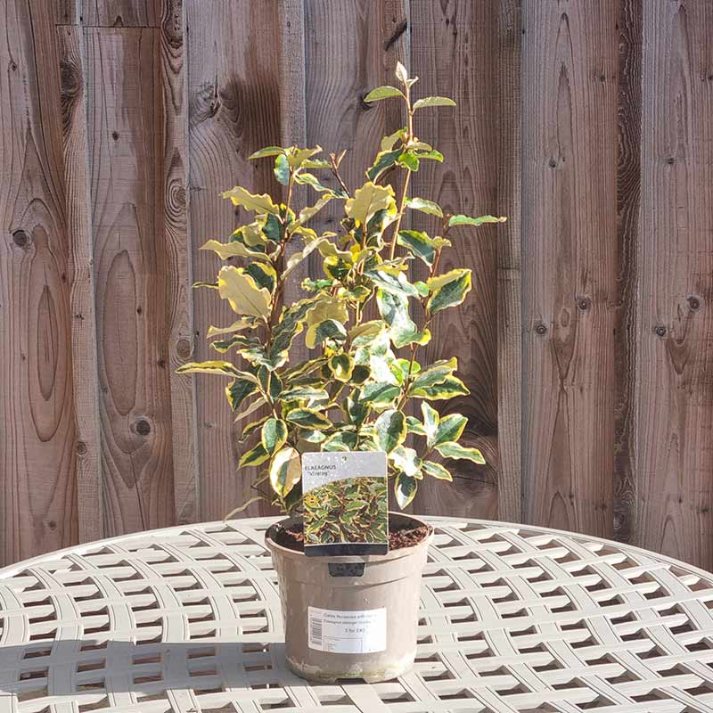Elaeagnus x ebbingei ‘Viveleg’