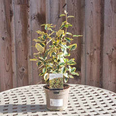 Elaeagnus x ebbingei ‘Viveleg’