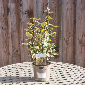 Elaeagnus x ebbingei ‘Viveleg’
