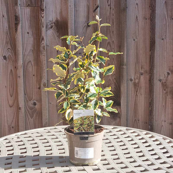 Elaeagnus x ebbingei ‘Viveleg’