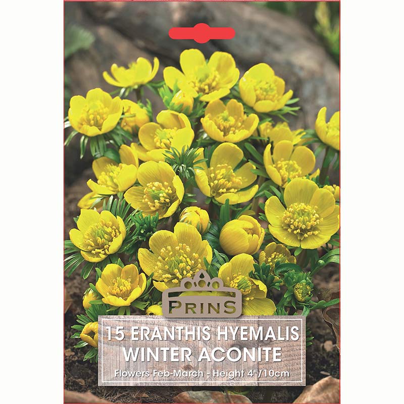Eranthis Winter Aconite 15 Bulbs