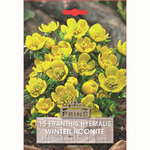 Eranthis Winter Aconite 15 Bulbs