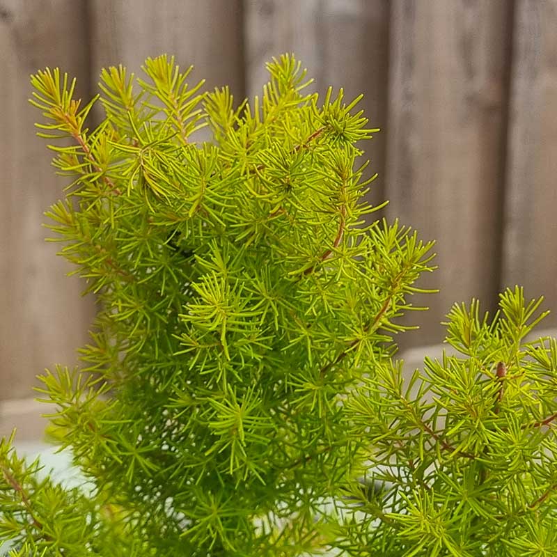 Erica arborea ‘Golden Smile