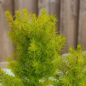 Erica arborea ‘Golden Smile' Foliage