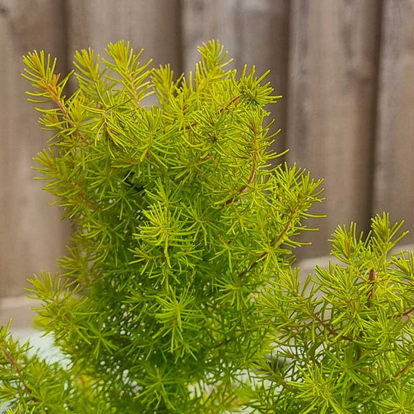Erica arborea ‘Golden Smile' Foliage