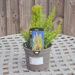 Erica arborea ‘Golden Smile