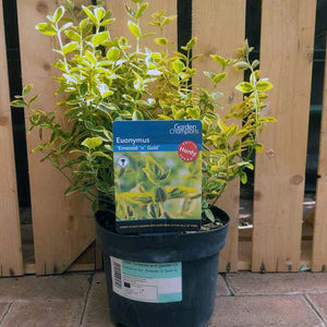 Euonymus fortunei 'Emerald 'n' Gold' 