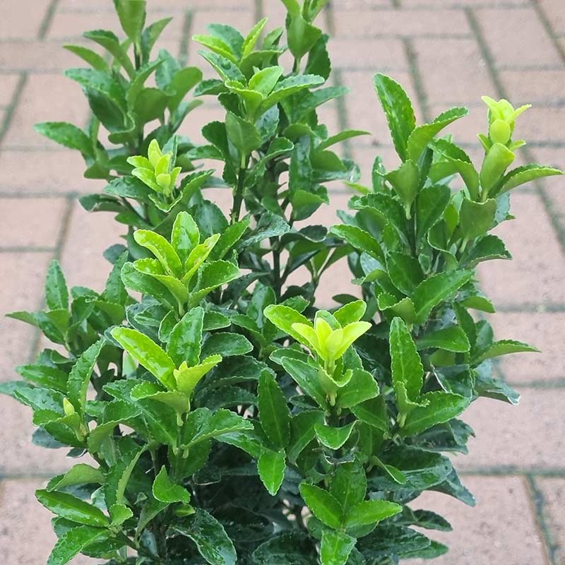 Euonymus japonicus ‘Green Spire’ (2-Litre Pot)
