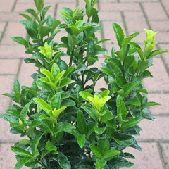 Euonymus japonicus ‘Green Spire’ (2-Litre Pot)