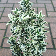 Euonymus japonicus ‘White Spire’ (2-Litre Pot)