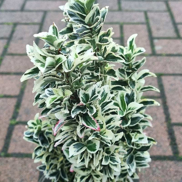 Euonymus japonicus ‘White Spire’ (2-Litre Pot)
