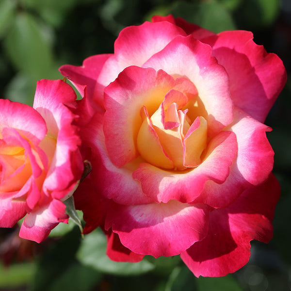 Whartons Roses ‘You’re My Everything’ Hybrid Tea Shrub Rose (3-Litre Pot) image 2