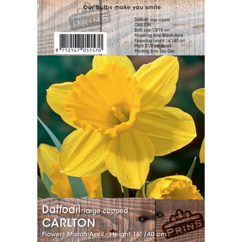 Narcissus ‘Carlton’ Daffodil Bulbs (3kg Bag) image 0