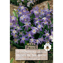 Chionodoxa luciliae ‘Glory of the Snow’ (20 Bulbs) image 0