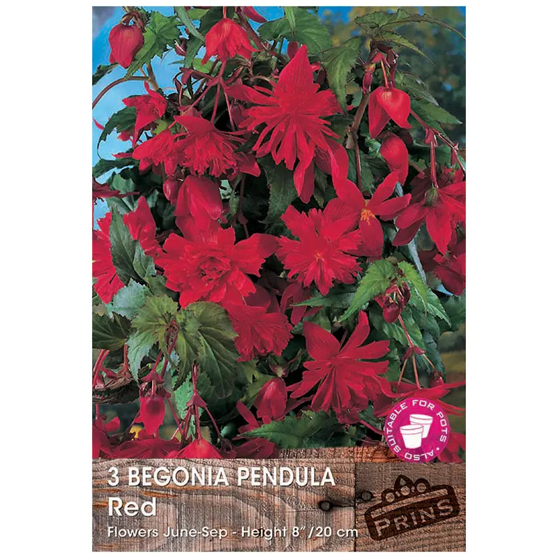 Begonia 'Pendula Red' (3 tubers) image 0