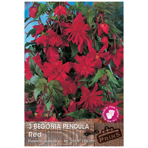 Begonia 'Pendula Red' (3 tubers) image 0