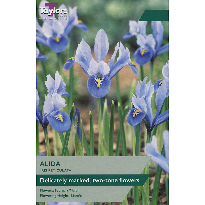 Iris Reticulata 'Alida' (12 Bulbs) image 0