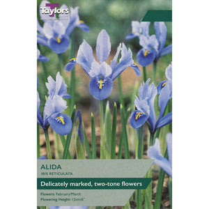 Iris Reticulata 'Alida' (12 Bulbs) image 0