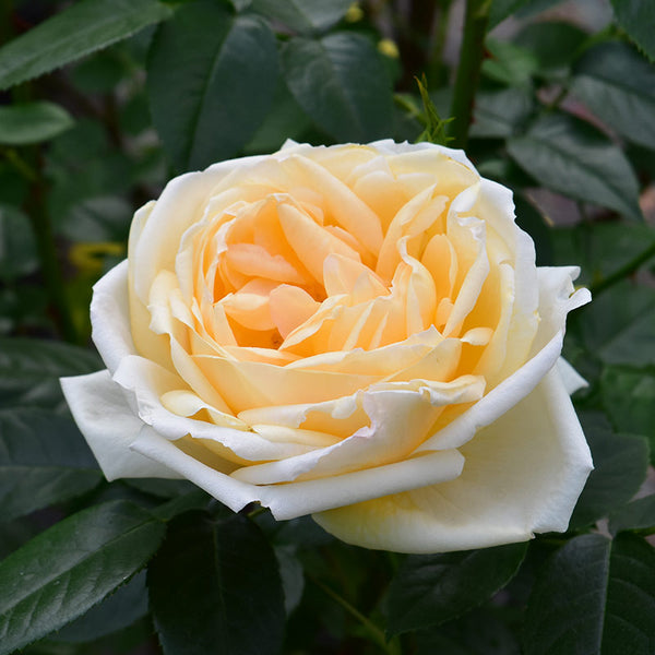 Peter Beales ‘Countess of Wessex’ Shrub Rose (4-Litre Pot) image 0