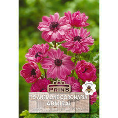 Anemone 'St Brigid Admiral' (15 bulbs) image 0
