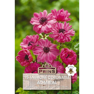 Anemone 'St Brigid Admiral' (15 bulbs) image 0