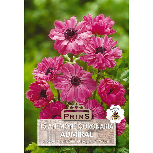 Anemone 'St Brigid Admiral' (15 bulbs) image 0