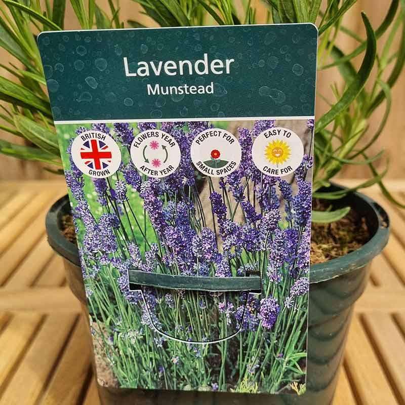 Lavandula Angustifolia ‘Munstead’ English Lavender (2-Litre Pot) image 0