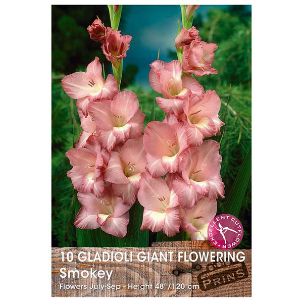 Gladioli Giant Flowering 'Smokey' (10 Bulbs) image 0