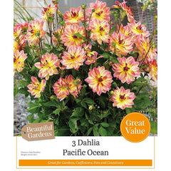 Dahlia Pacific Ocean (3 Tubers) image 0
