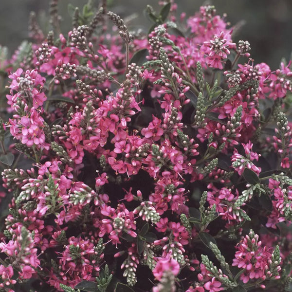 Hebe 'Rosie' image 0