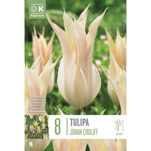 Tulip ‘Johan Cruijff’ (8 Bulbs) image 0