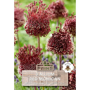Allium 'Red Mohican' (3 bulbs) image 0