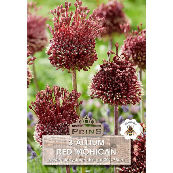 Allium 'Red Mohican' (3 bulbs) image 0
