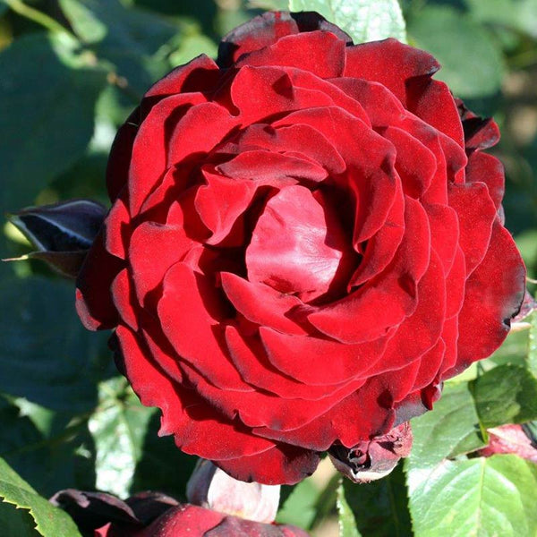 Whartons Roses ‘Dublin Bay’ Hybrid Tea Climbing Rose (4-Litre Pot) image 0