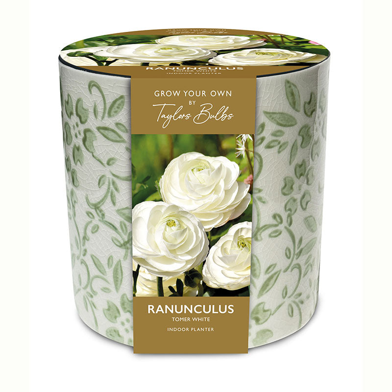 Green Floral Ceramic Indoor Planter with Ranunculus ‘Tomer White’ (3 Bulbs) image 0