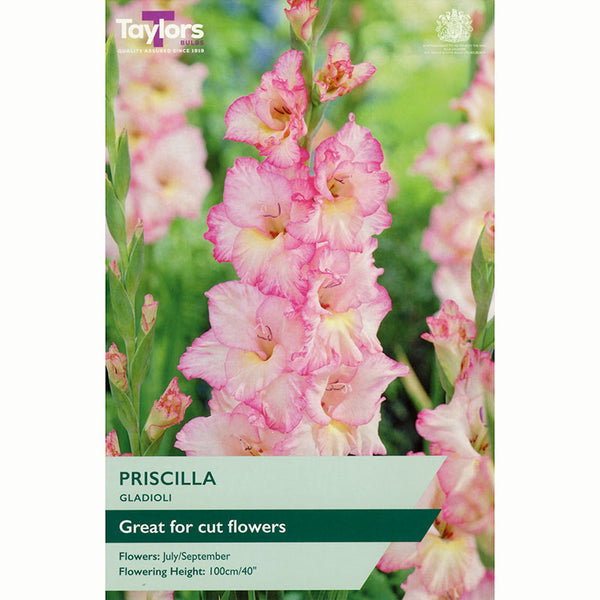Gladioli ‘Priscilla’ with Pink & Yellow Flowers (10 Bulbs) image 0