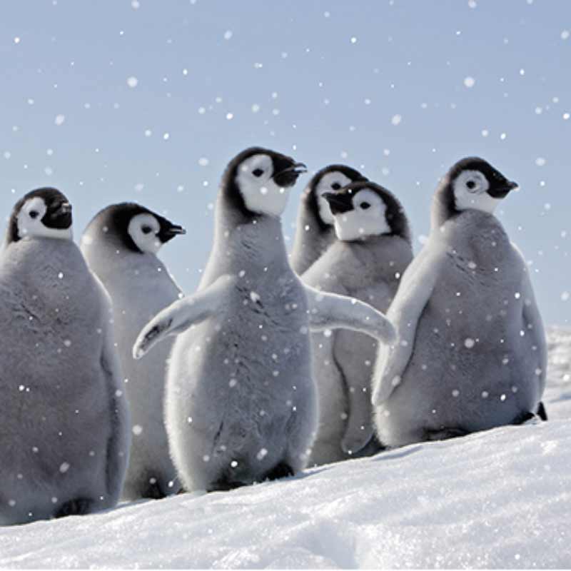Ling Charity Christmas Cards - Penguin Fun (Pack of 6) image 0