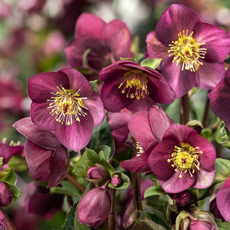 Helleborus ‘HGC Ice Breaker Ruby’ Snow Rose (2-Litre Pot) image 0