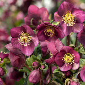 Helleborus ‘HGC Ice Breaker Ruby’ Snow Rose (2-Litre Pot) image 0