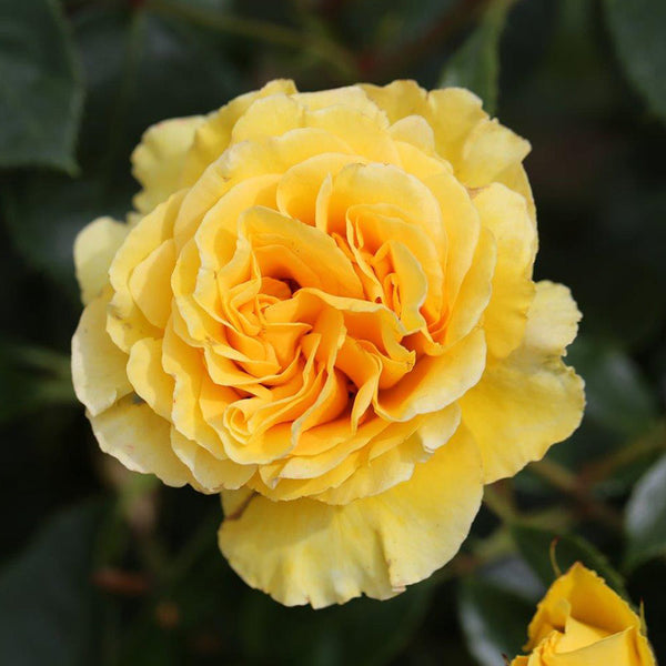 Whartons Roses ‘Anniversary Wishes’ Shrub Rose (3-Litre Pot) image 0