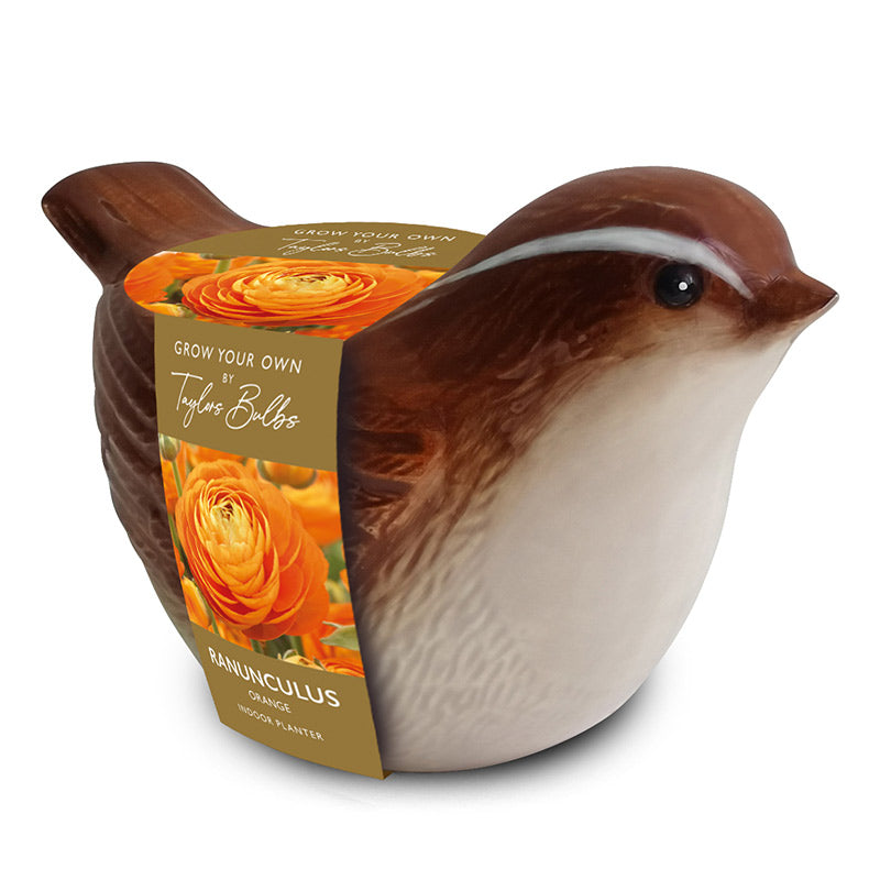 Wren Indoor Ceramic Planter with Ranunculus 'Tomer Orange' (3 Bulbs) image 0