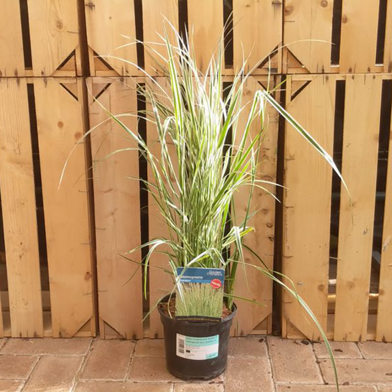 Calamagrostis acutiflora 'Overdam' (2 litre pot) image 0