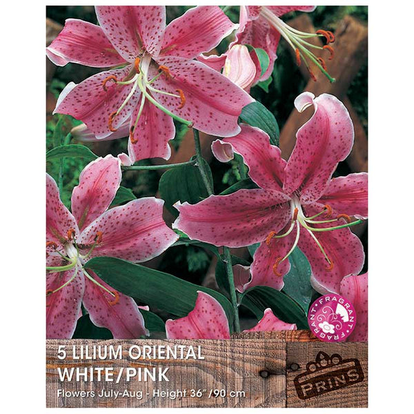 Lilium 'Oriental White/Pink' Bulbs image 0