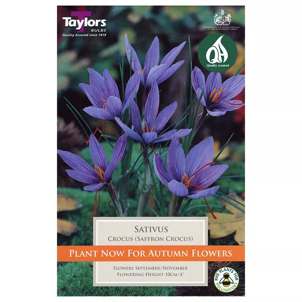 Crocus sativus (12 bulbs) image 0