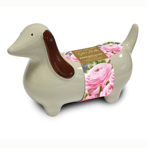 Sausage Dog Ceramic Indoor Planter with Ranunculus 'Tomar Pink' (3 Bulbs) image 0