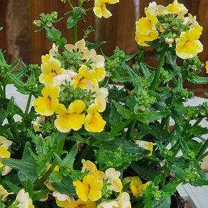 Nemesia Nesia Inca (2-Litre Pot) image 0