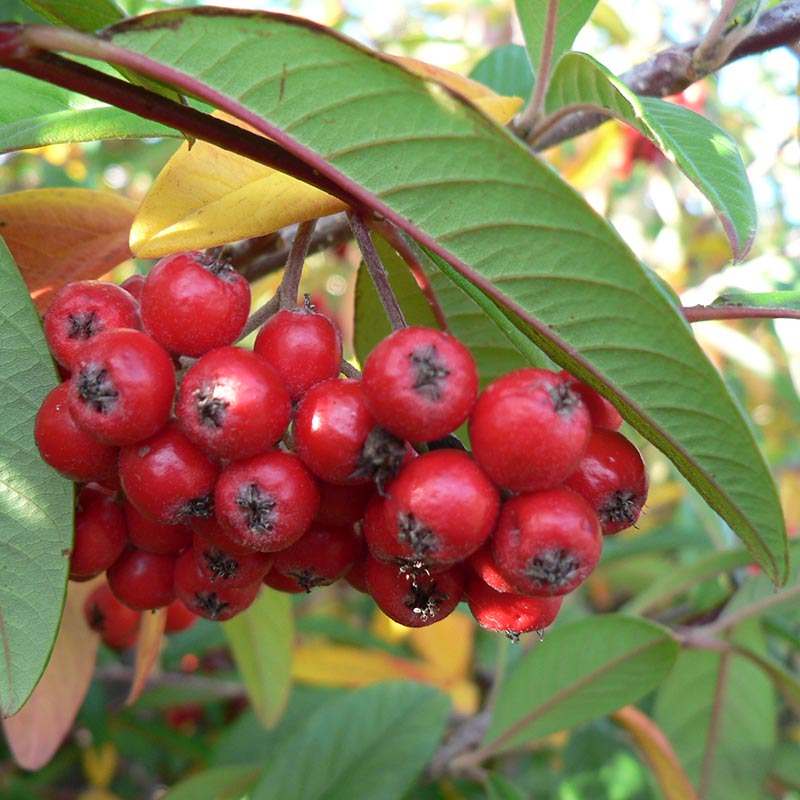 Cotoneaster 'Cornubia' Tree (12-Litre pot) image 0