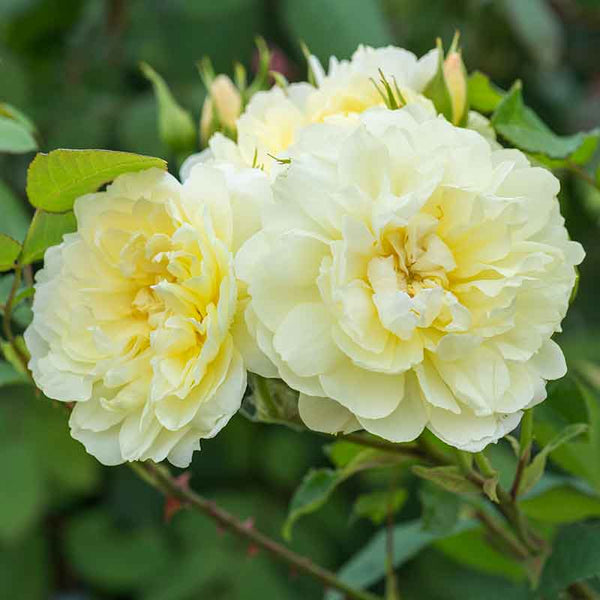David Austin Imogen English Shrub Rose (6-Litre Pot) image 0