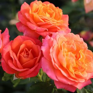 Whartons Roses ‘Volcano’ Hybrid Tea Bush Rose (3-Litre Pot) image 0