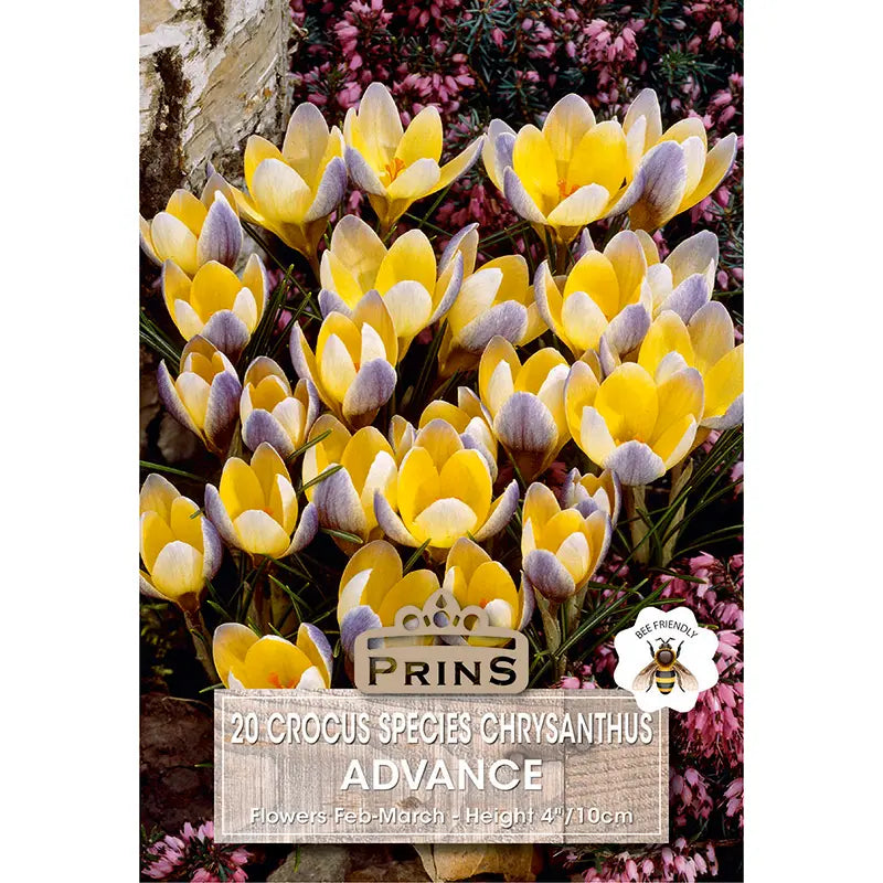 Crocus 'Advance' (20 bulbs) image 0